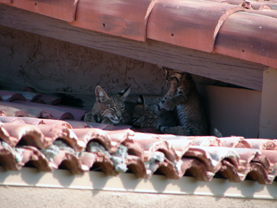 bobcats